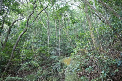 Secondary forest in the Lantau North Country Park, buffering temperature impacts on understory wildlife. Photo credit: Insect Biodiversity and Biogeography Laboratory. 
